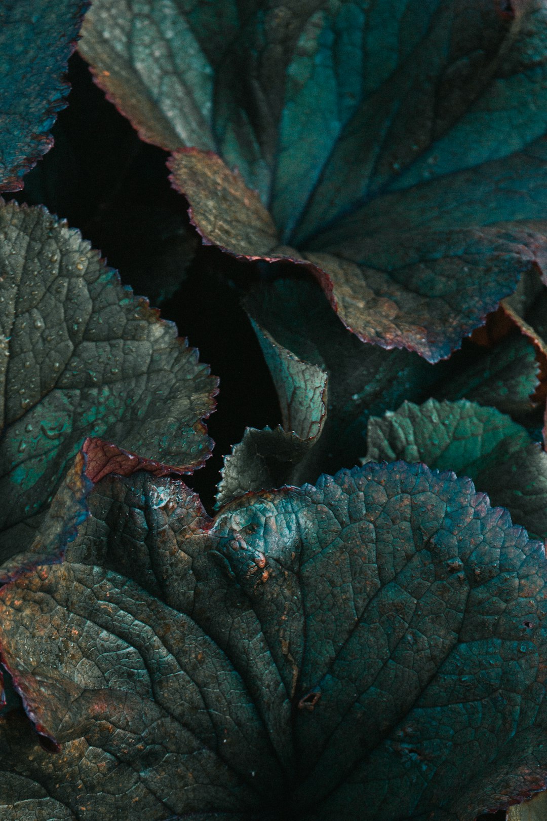 green and purple leaves in close up photography