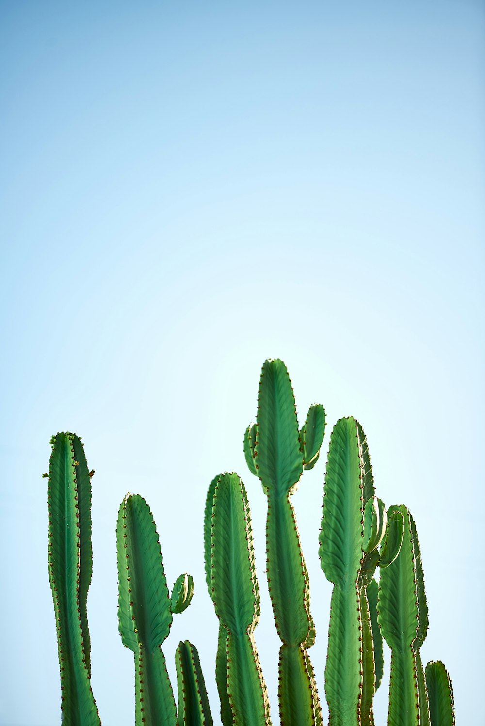 green cactus plant in white background