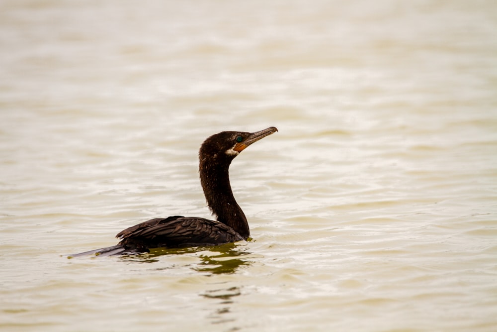 black duck on water during daytime