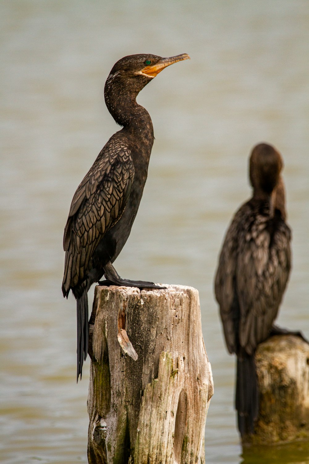 black duck on gray wooden log