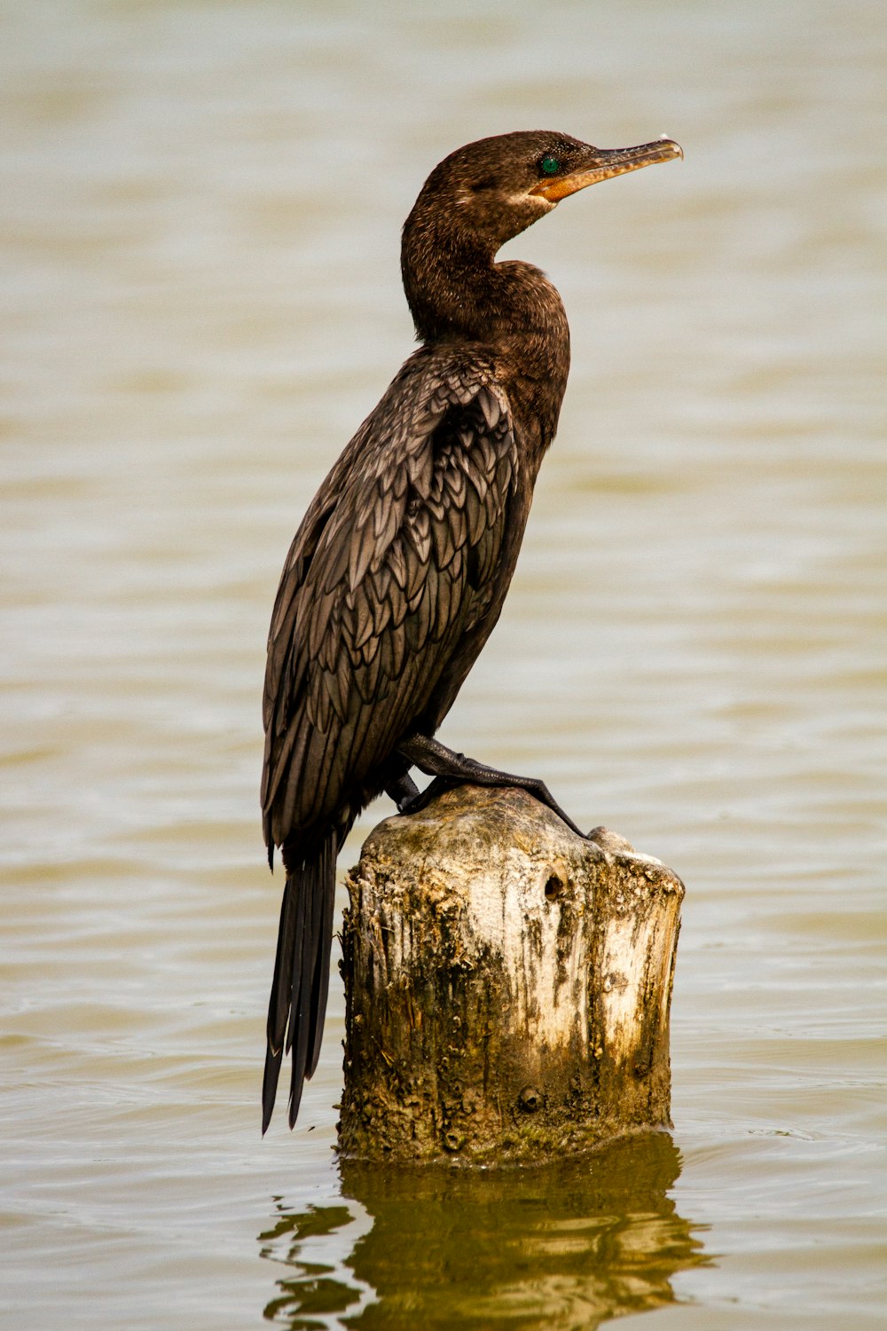 black duck on brown wood log in water