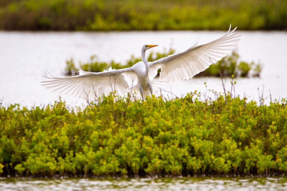 white bird flying over green grass during daytime