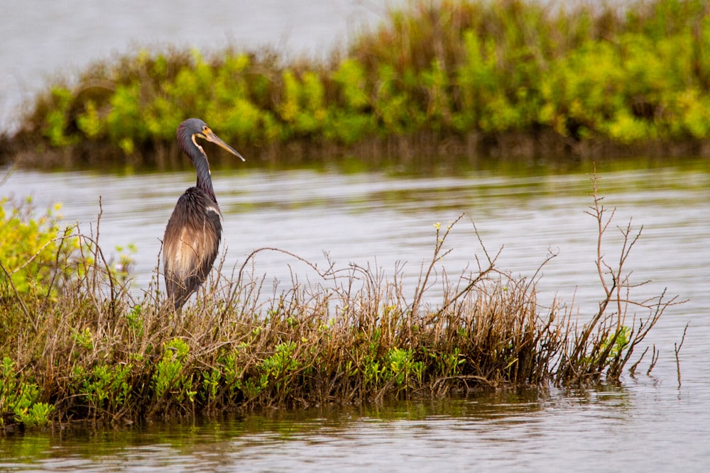 grey heron on water during daytime