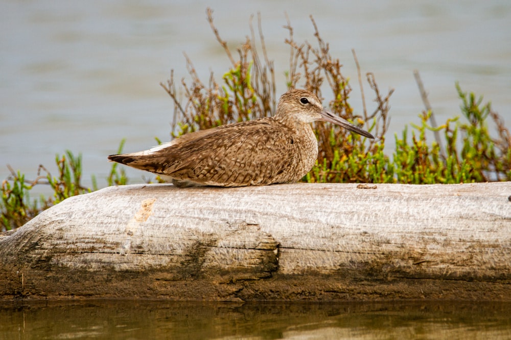 brown bird on brown wood log