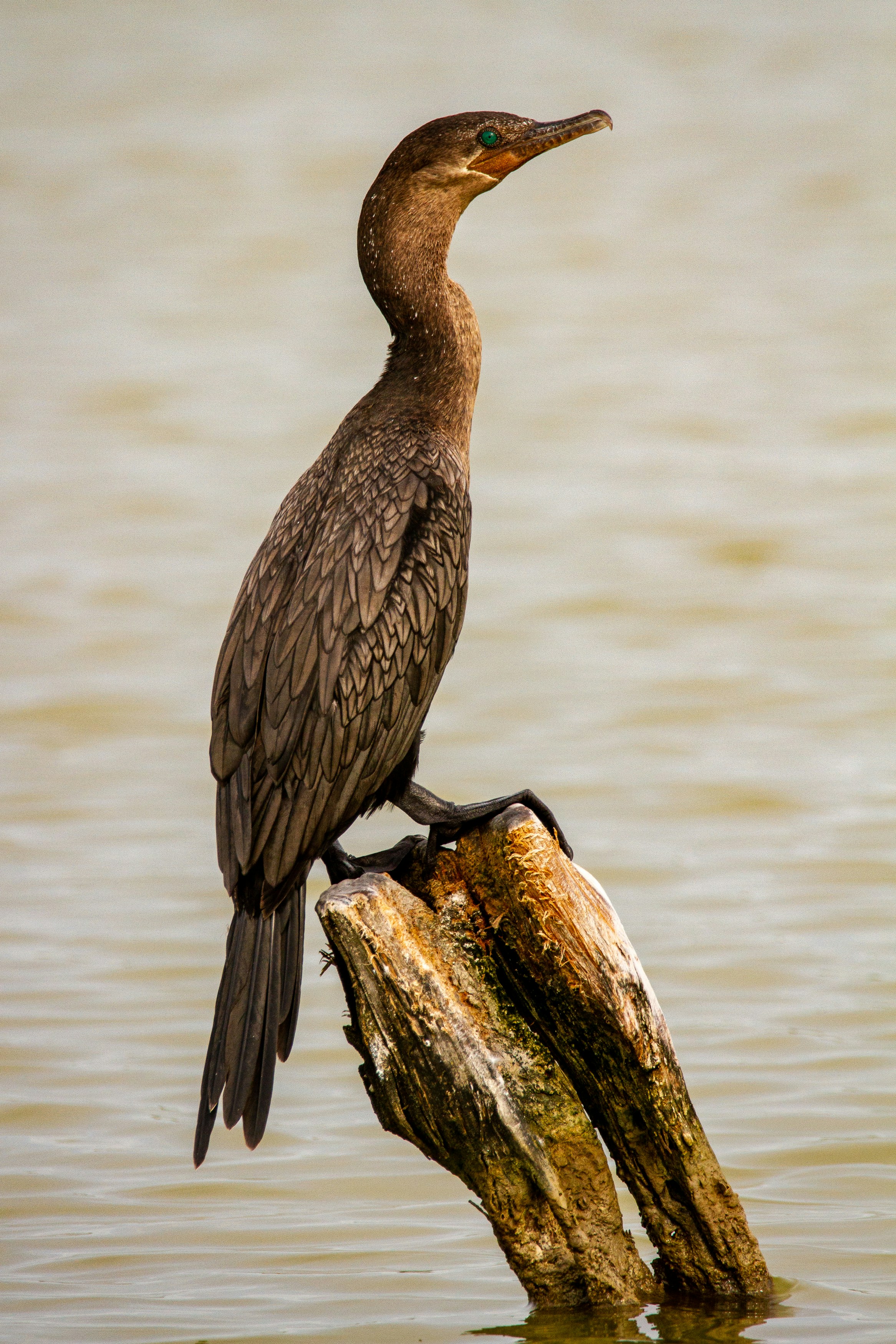 indian birds pictures download free images on unsplash indian birds pictures download free