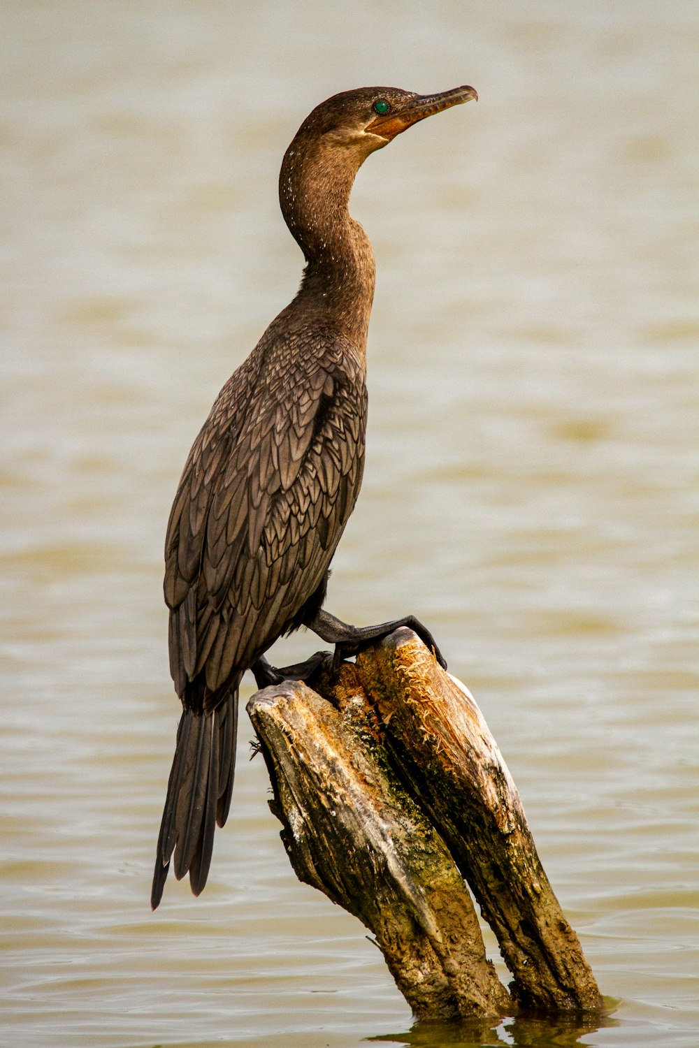 pájaro marrón en tronco de árbol marrón