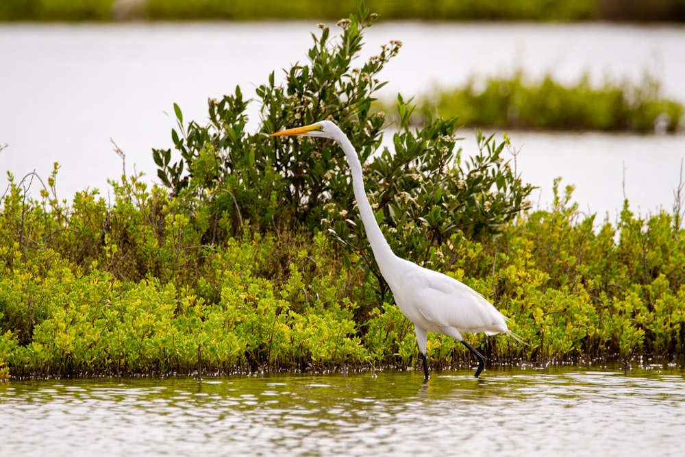 a large white bird standing in a body of water