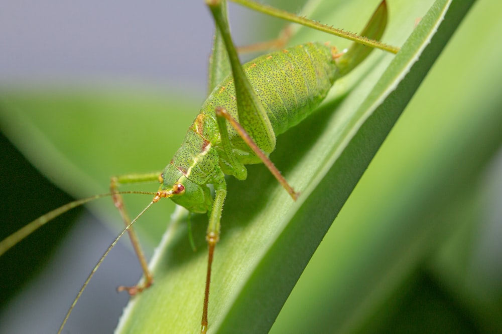 green grasshopper on green leaf in close up photography during daytime
