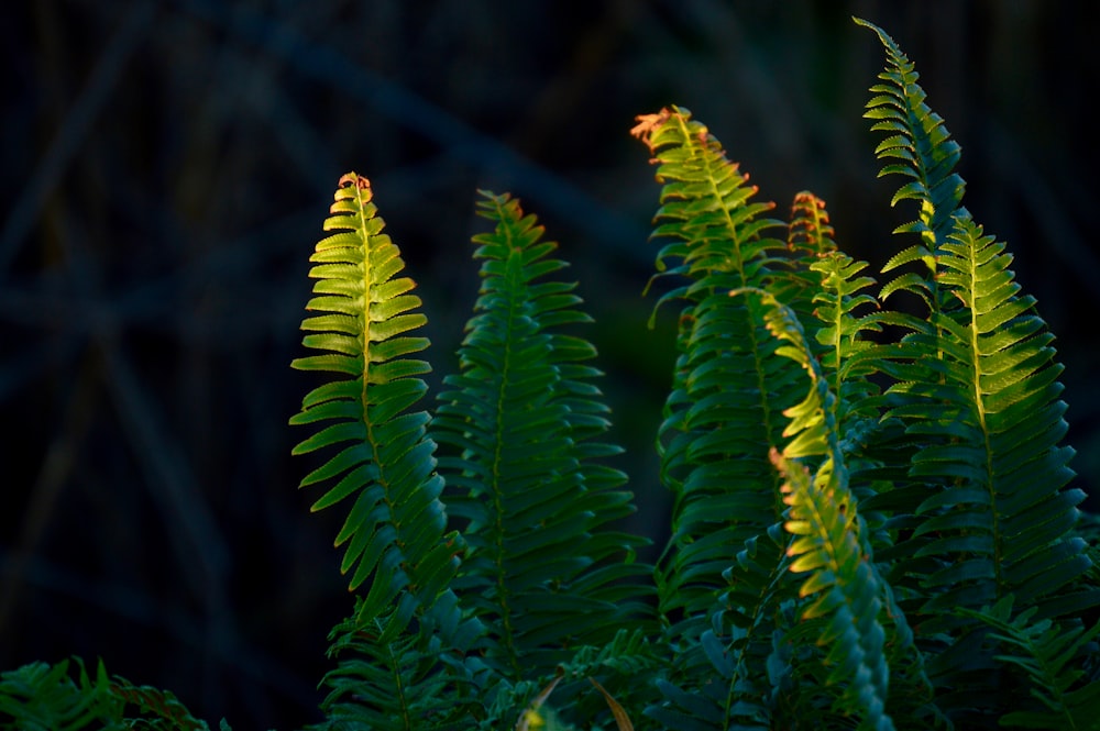 green fern plant in close up photography