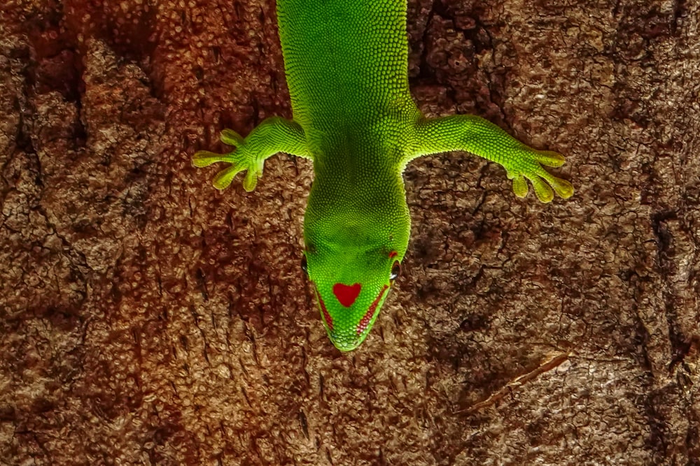 green lizard on brown and black surface