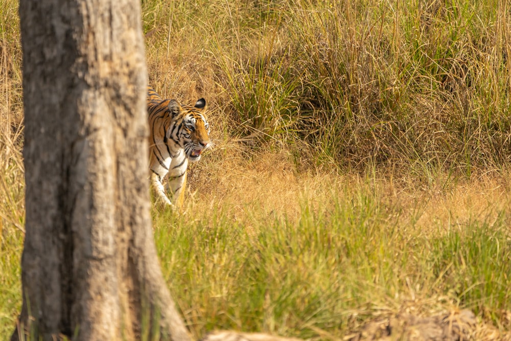 brown and white tiger walking on green grass field during daytime