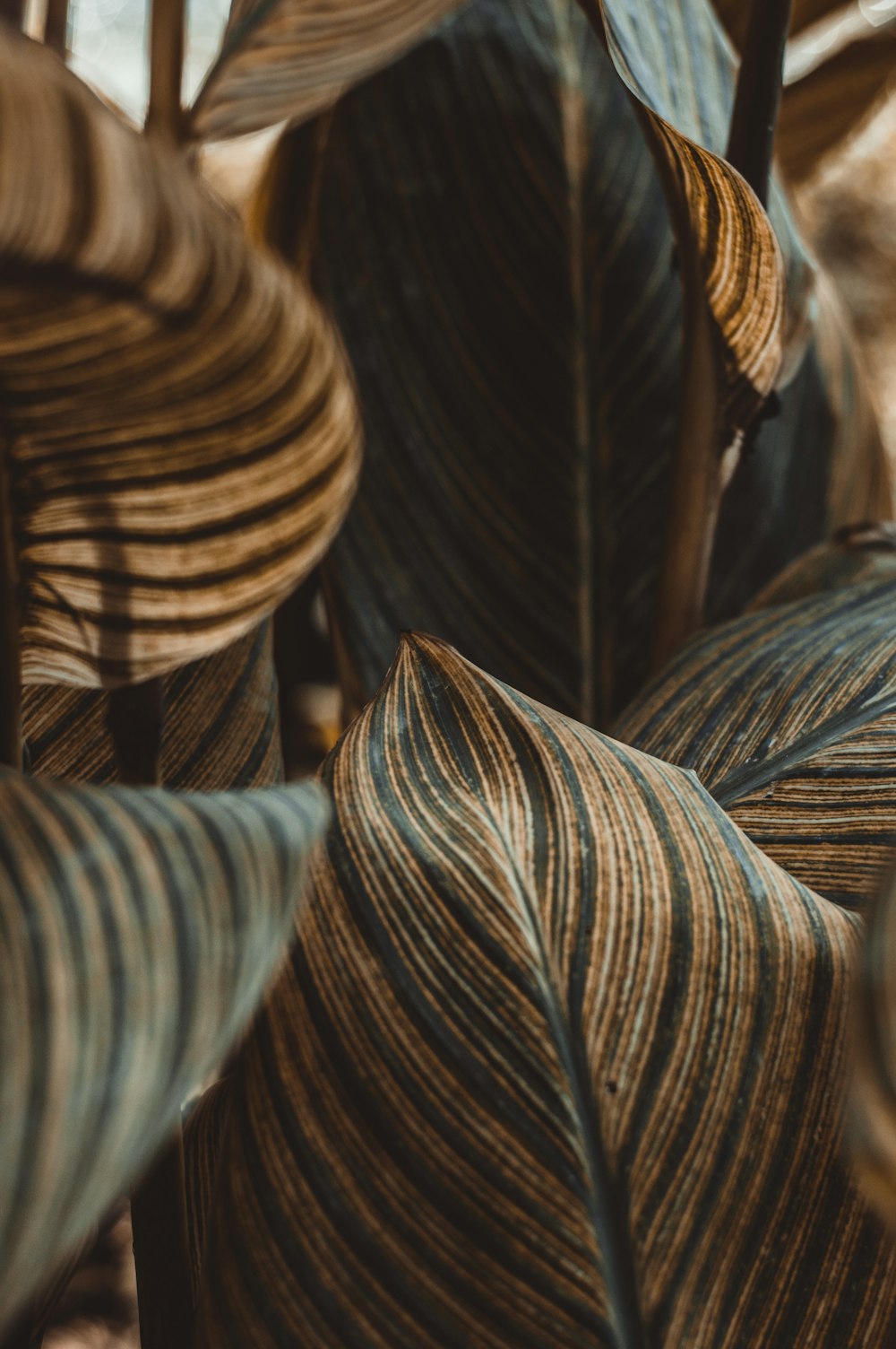 brown and black feather in close up photography