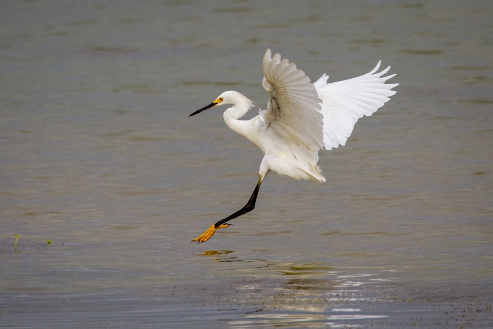 Weißer Vogel, der tagsüber über das Meer fliegt