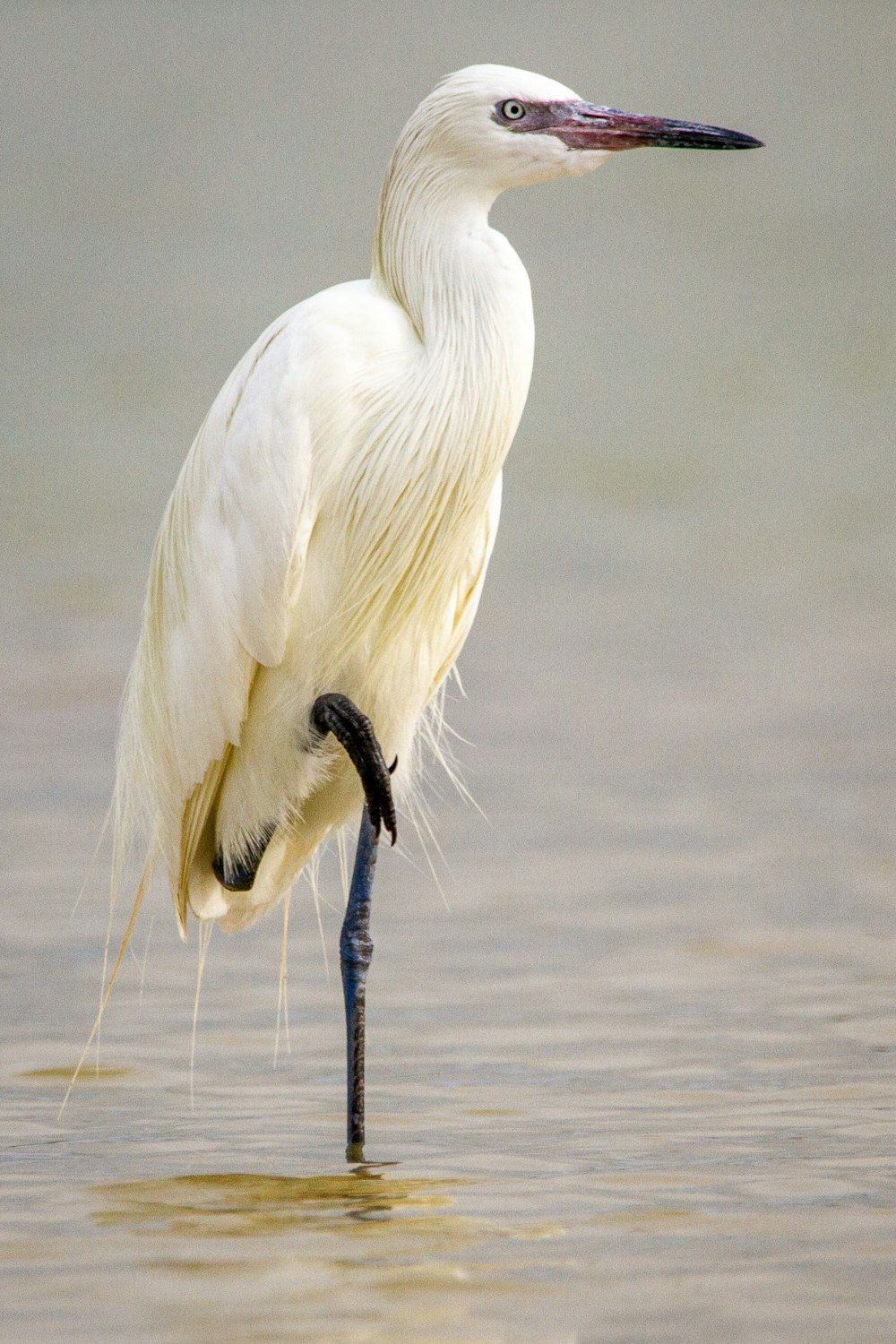 white bird on black metal rod