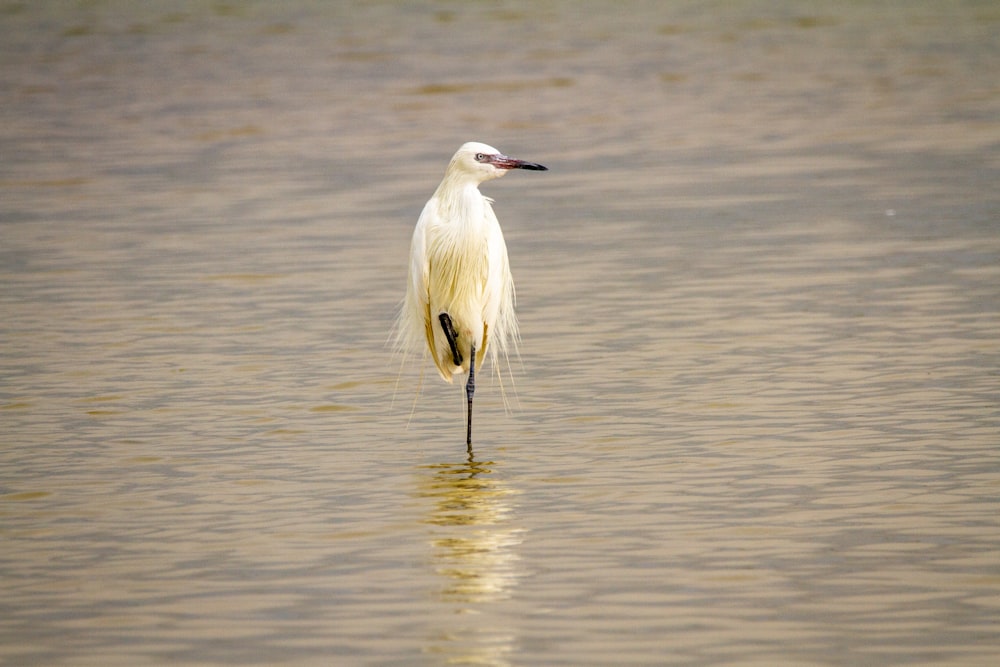 昼間の水上のコウノトリ