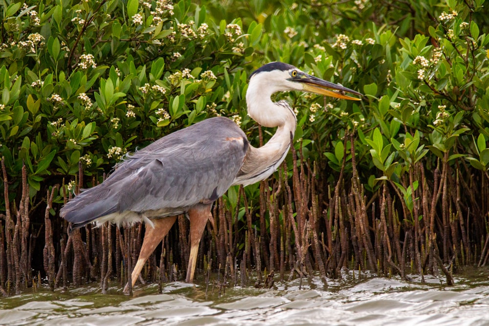 grey heron on brown wooden tree trunk during daytime