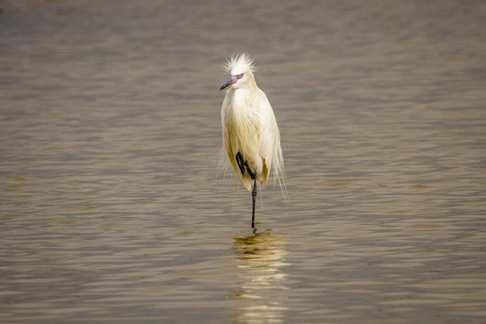 oiseau blanc sur le plan d’eau pendant la journée