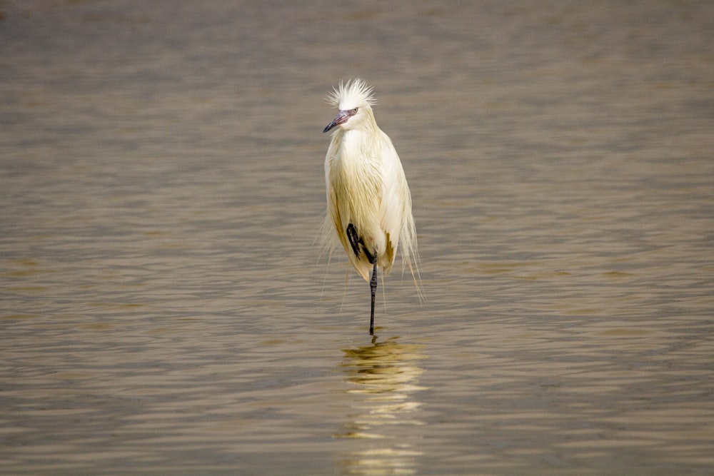 white bird on body of water during daytime