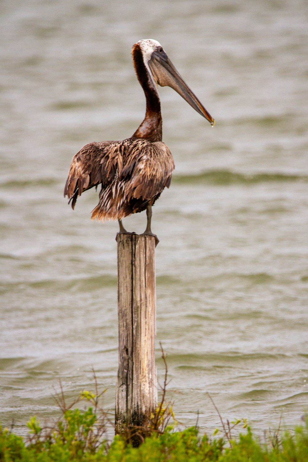 brown pelican on brown wooden post during daytime