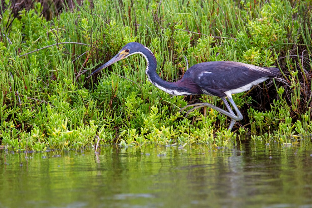 black crowned crane on body of water