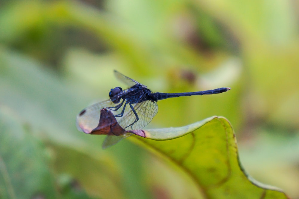 black and red dragonfly perched on green leaf in close up photography during daytime