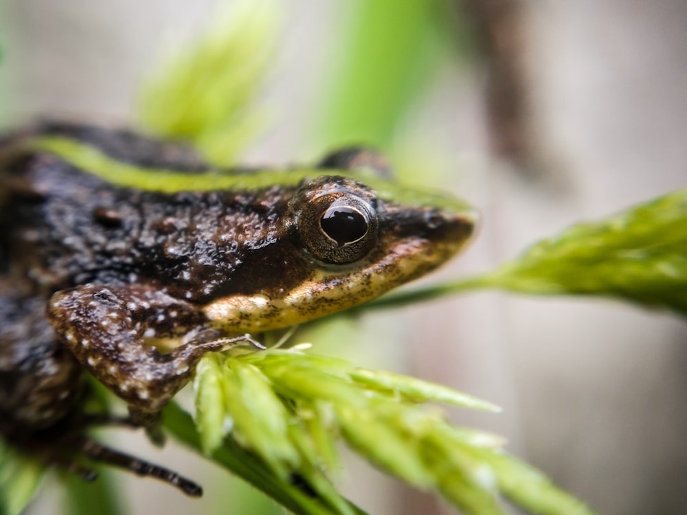 black and brown frog on green plant