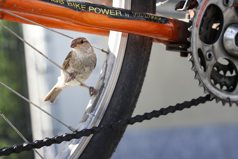 brown and white bird on black metal chain