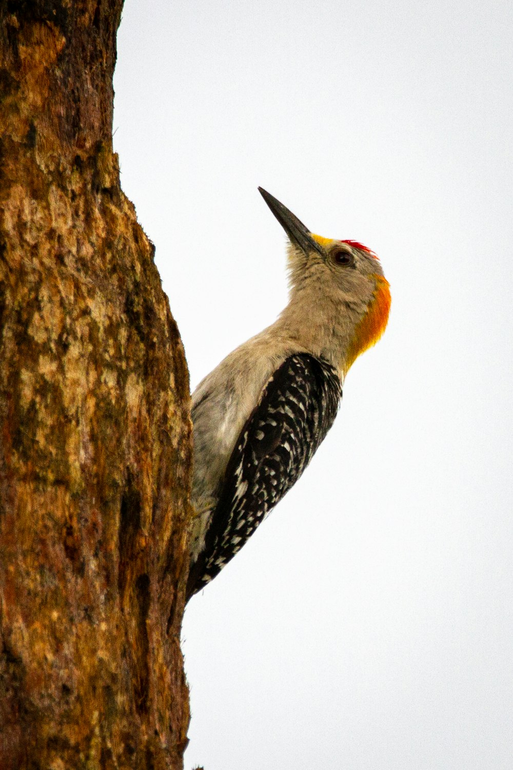 white and black bird on brown tree branch