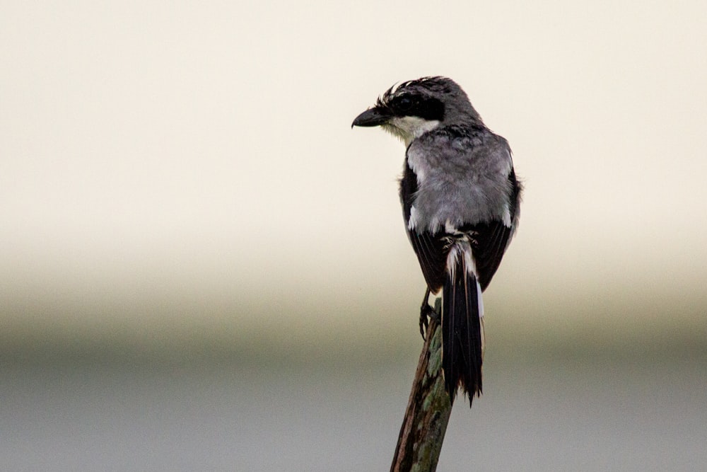 black and white bird on brown tree branch