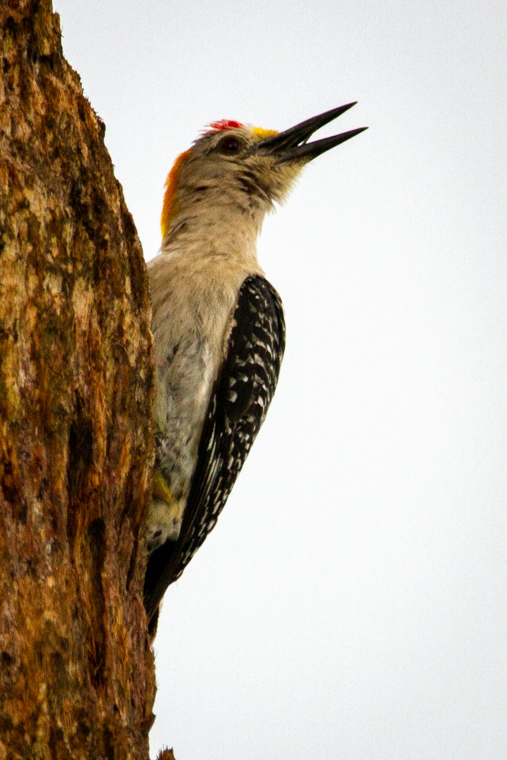 black and white bird on brown tree branch