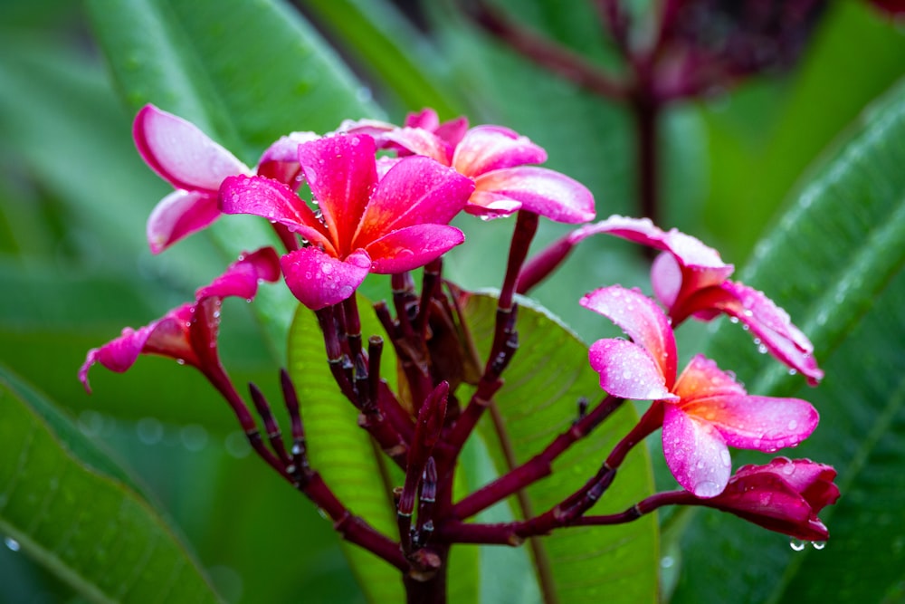 pink flower in macro shot