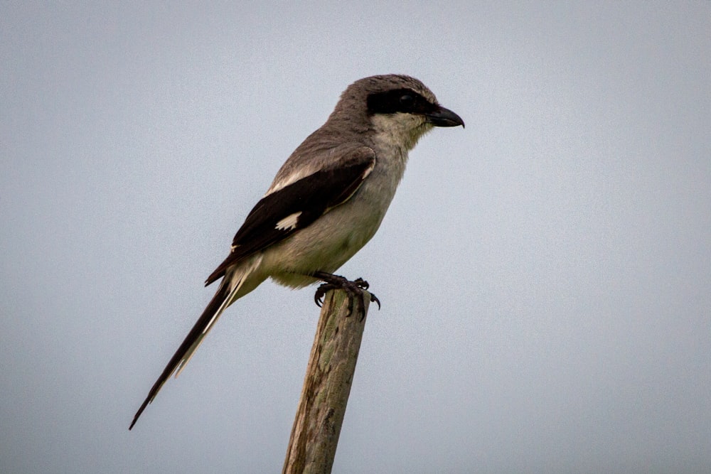 white and black bird on brown tree branch