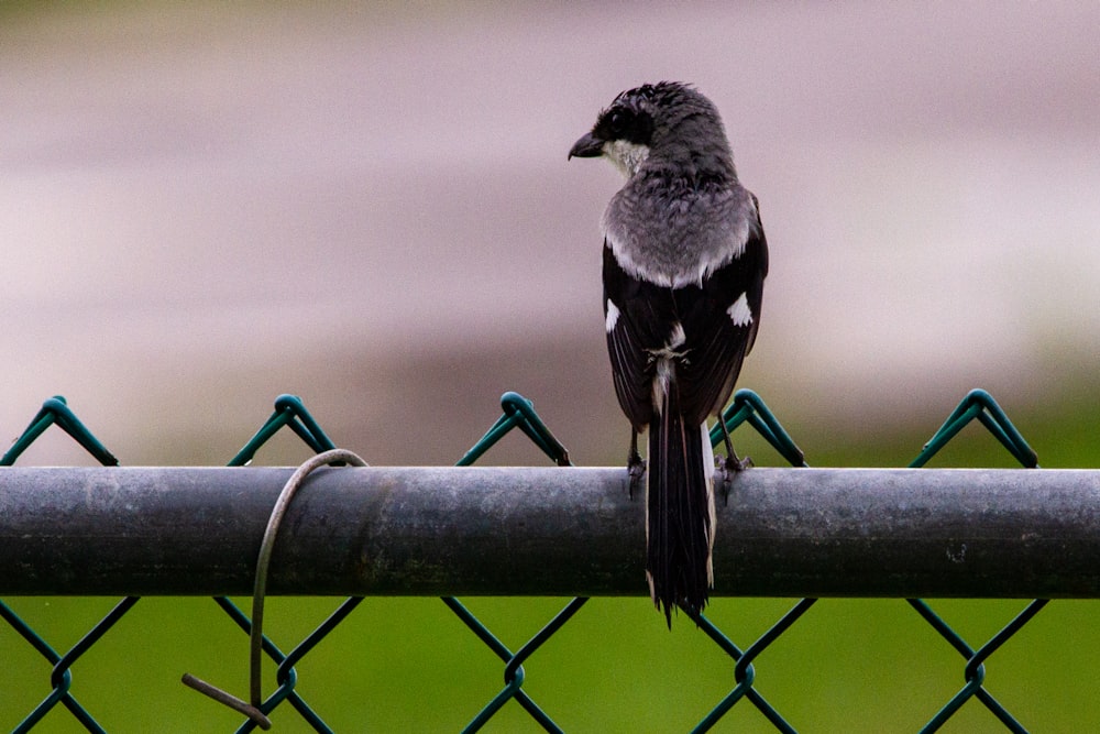 oiseau noir et blanc sur clôture en métal noir pendant la journée