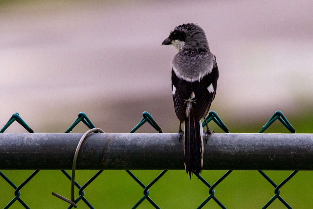 black and white bird on black metal fence during daytime