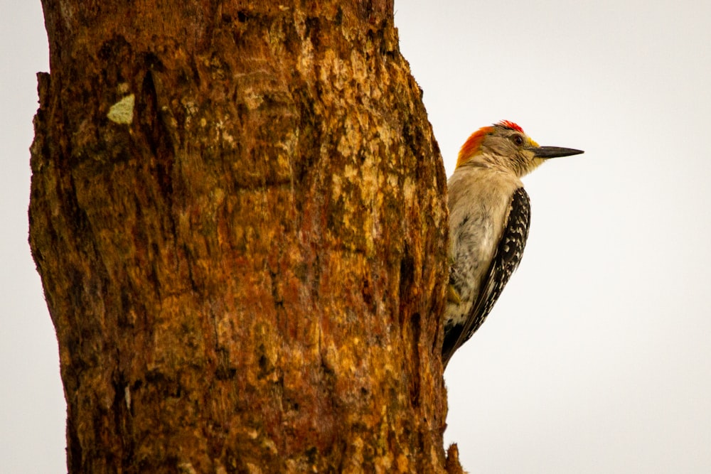 brown and white bird on brown tree branch during daytime