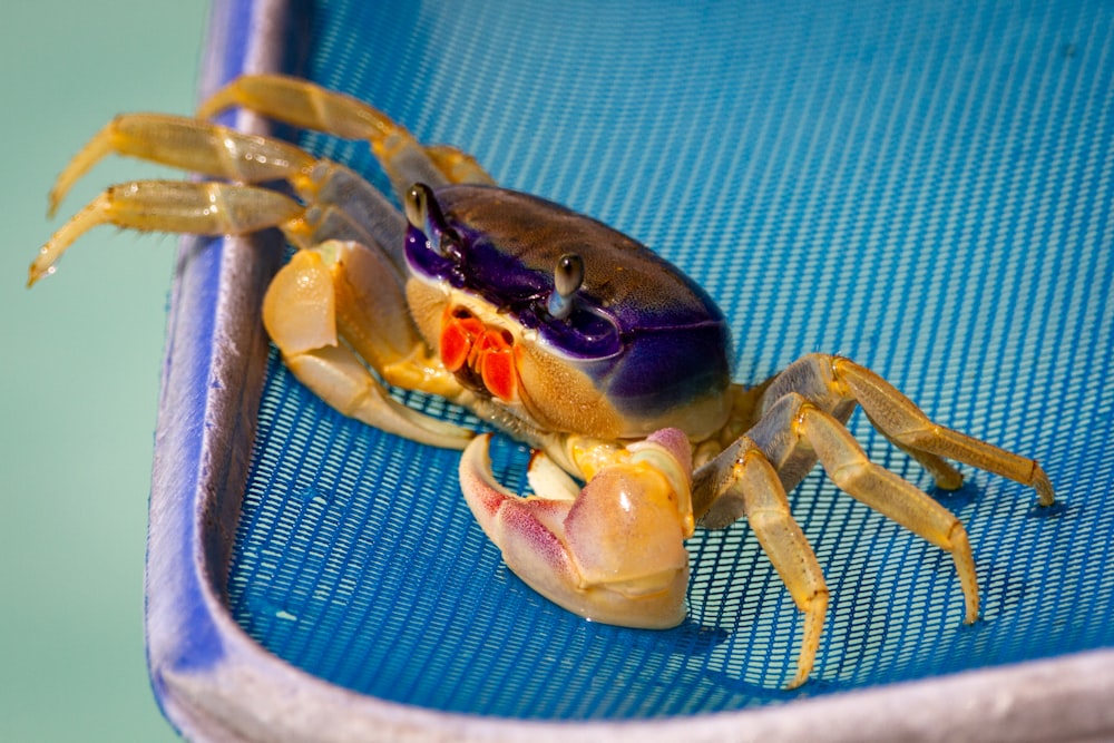 braune Krabbe auf blauem Textil