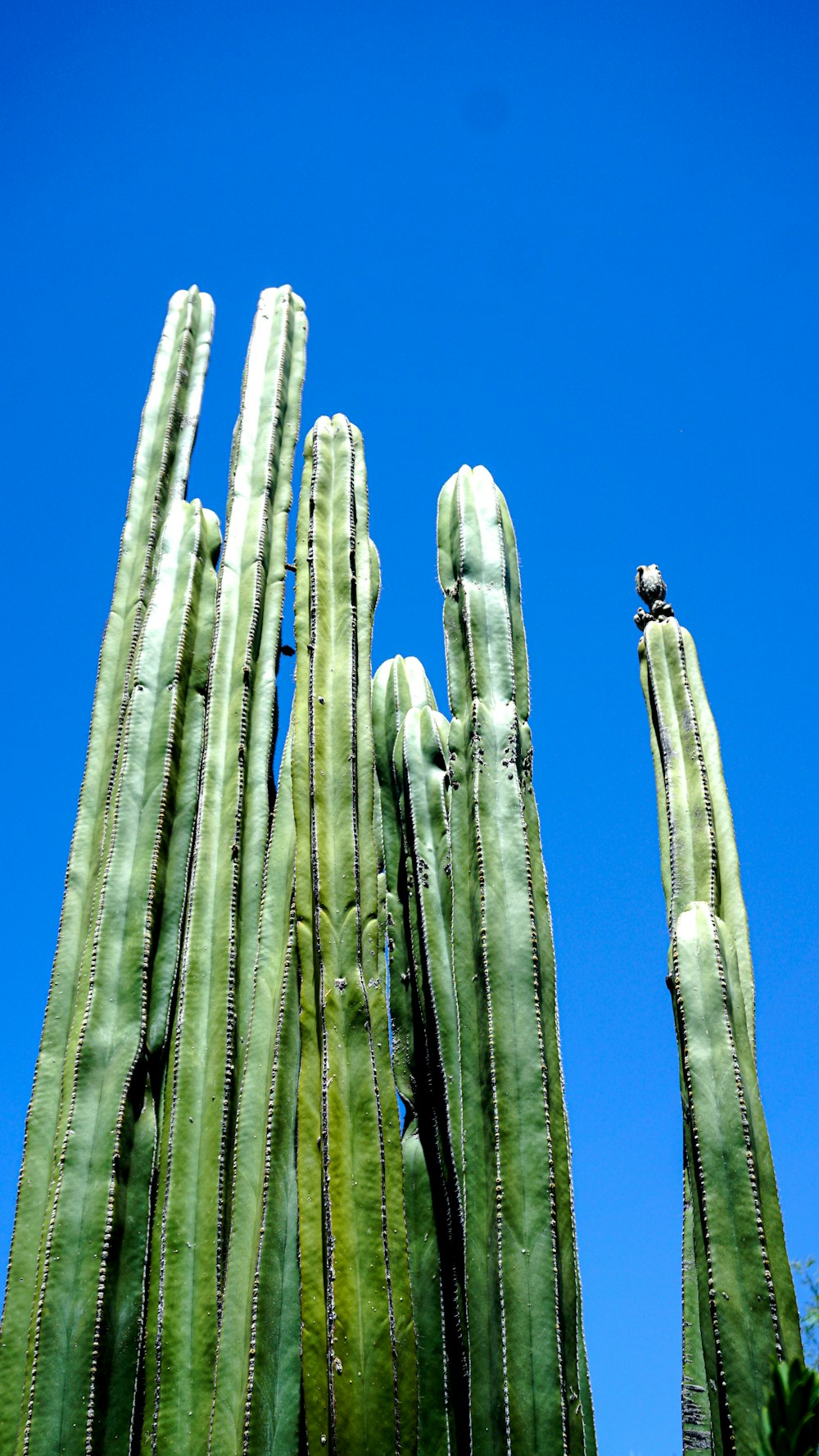 green cactus under blue sky during daytime