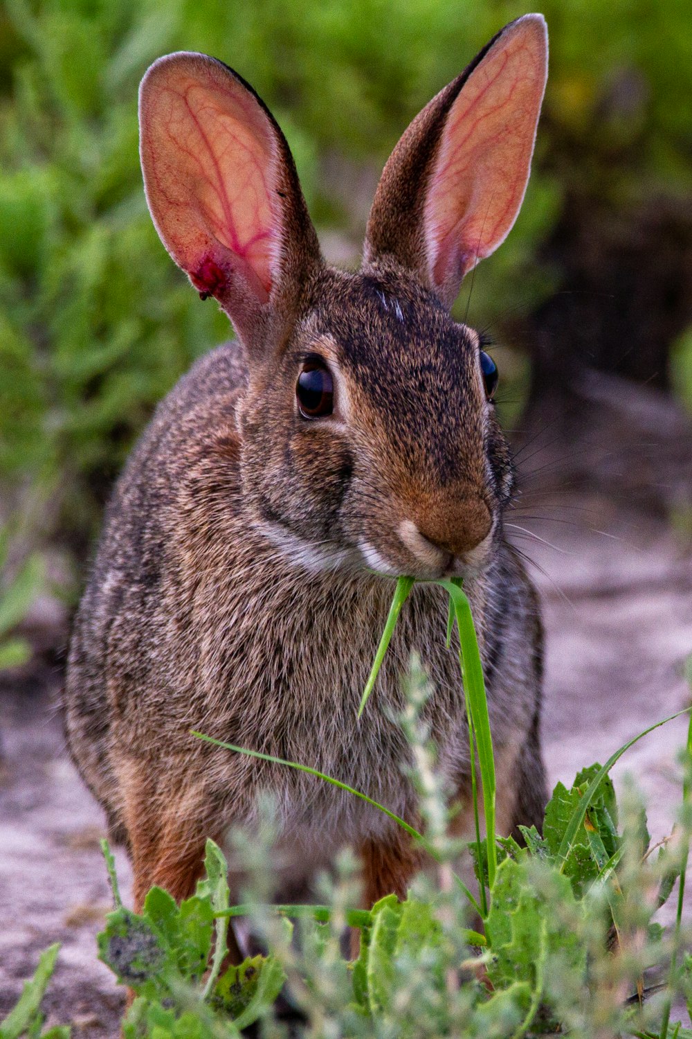 brown rabbit on green grass during daytime