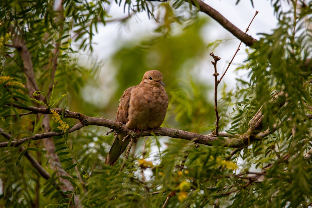 brown bird on tree branch during daytime