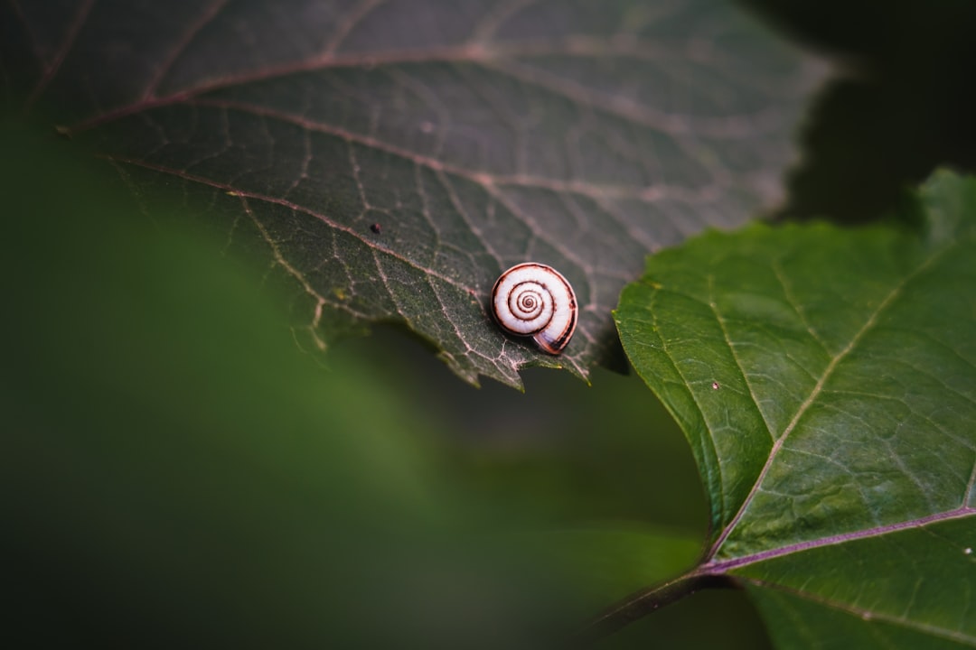 white snail on green leaf