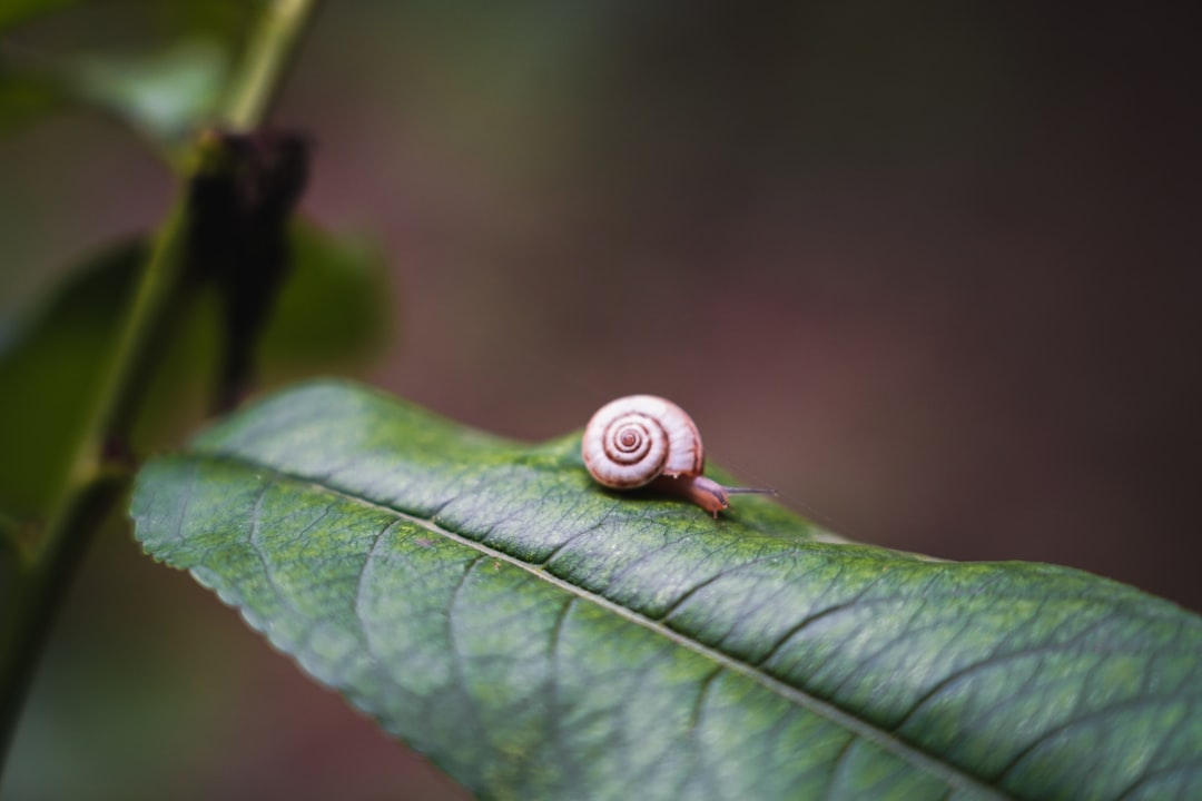 white snail on green leaf
