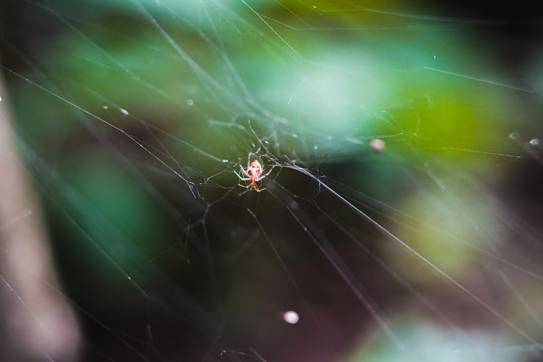 brown spider on spider web in close up photography during daytime