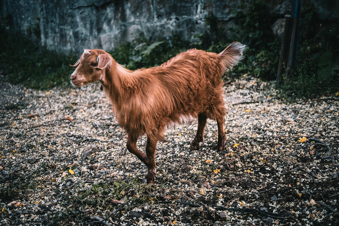 Wildlife photo spot Nehoiu Moieciu de Sus