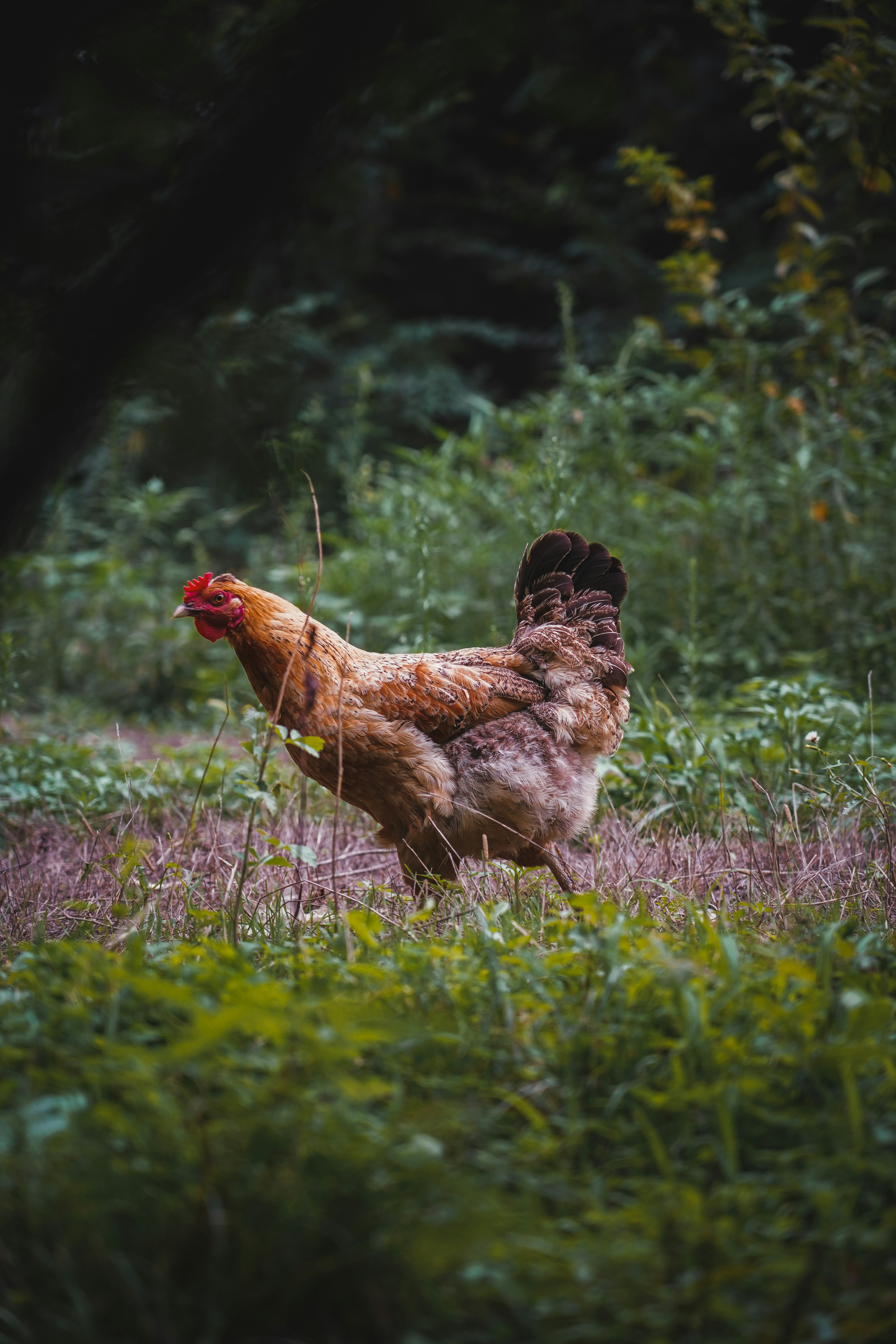 Photo by kiarash_mansouri