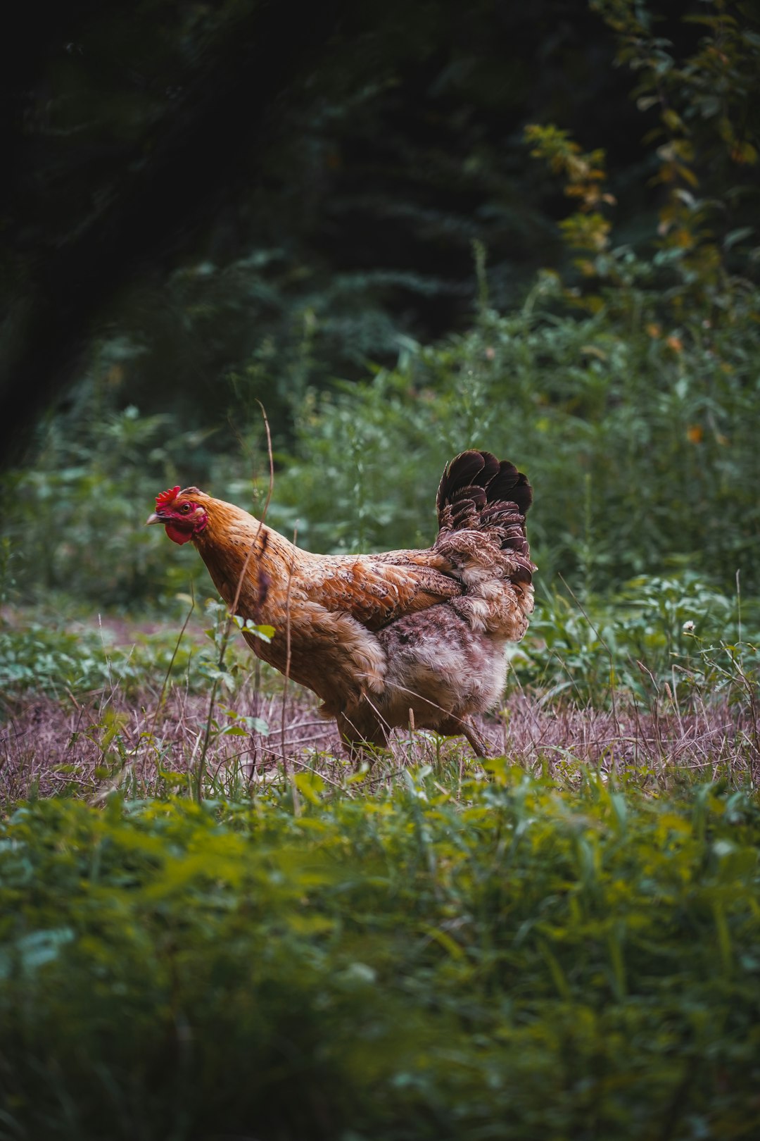 brown hen on green grass field during daytime