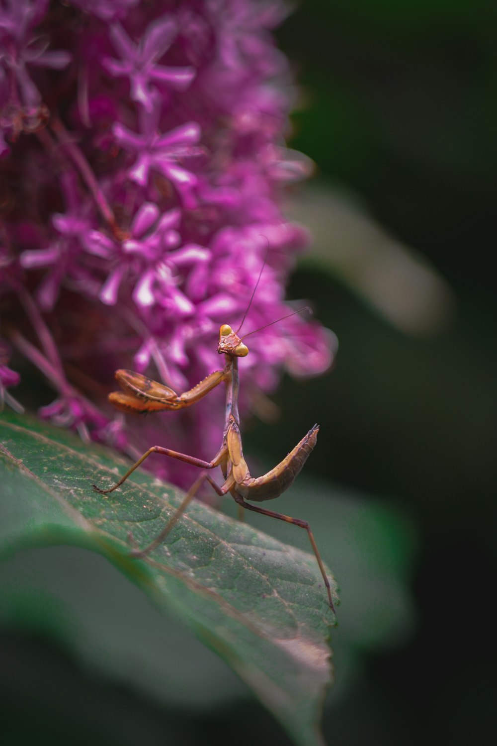 brown praying mantis perched on purple flower in close up photography during daytime