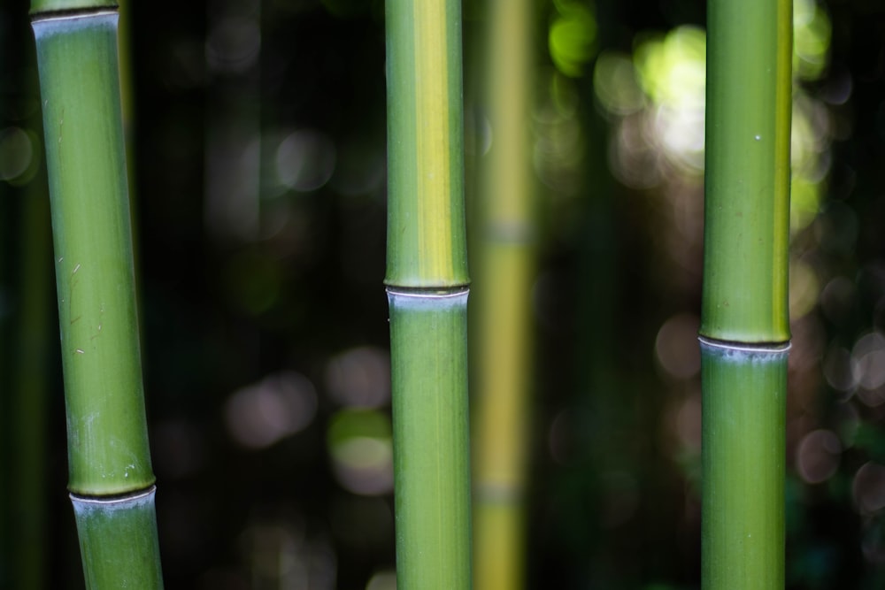 green stick in macro shot