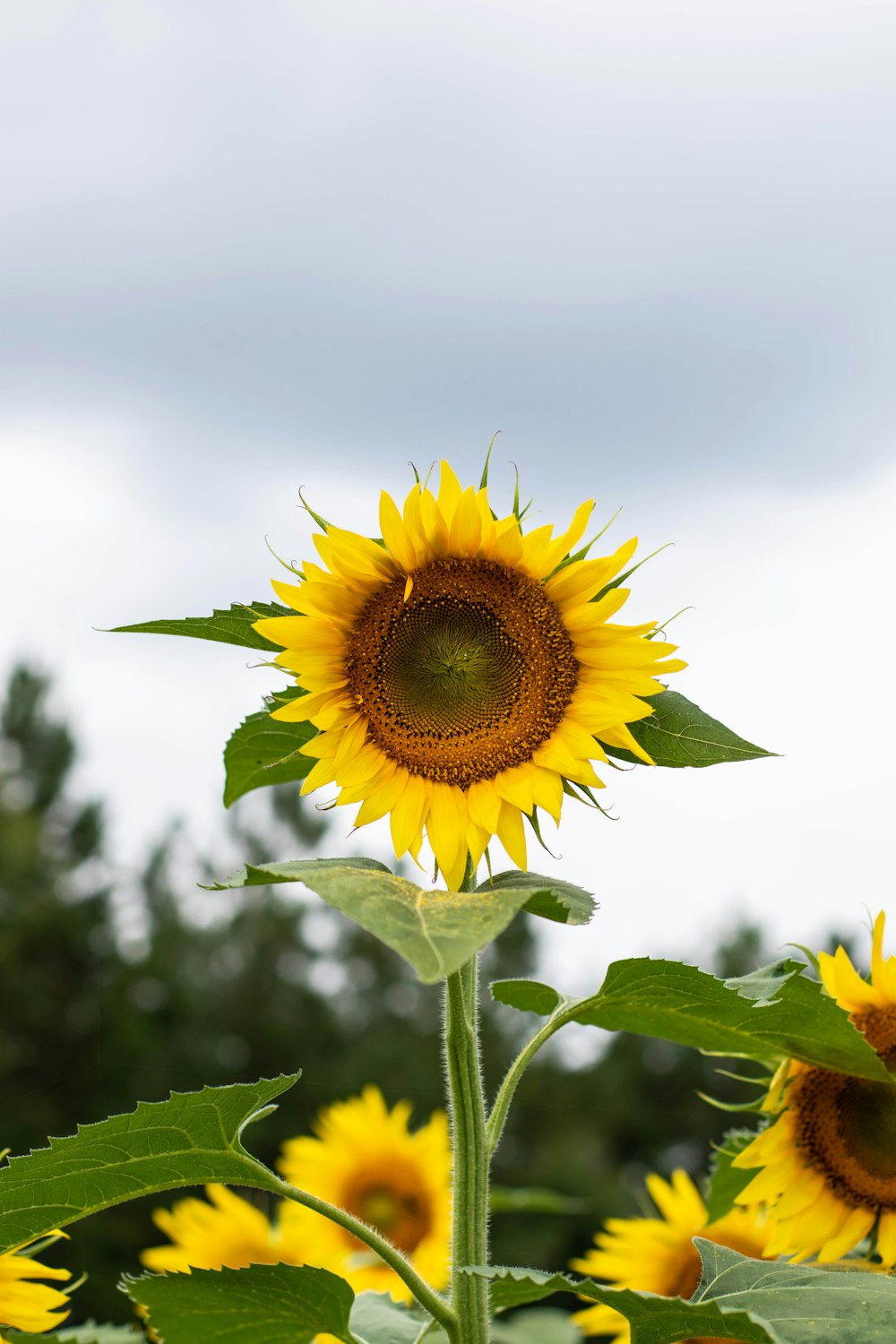 yellow sunflower in bloom during daytime