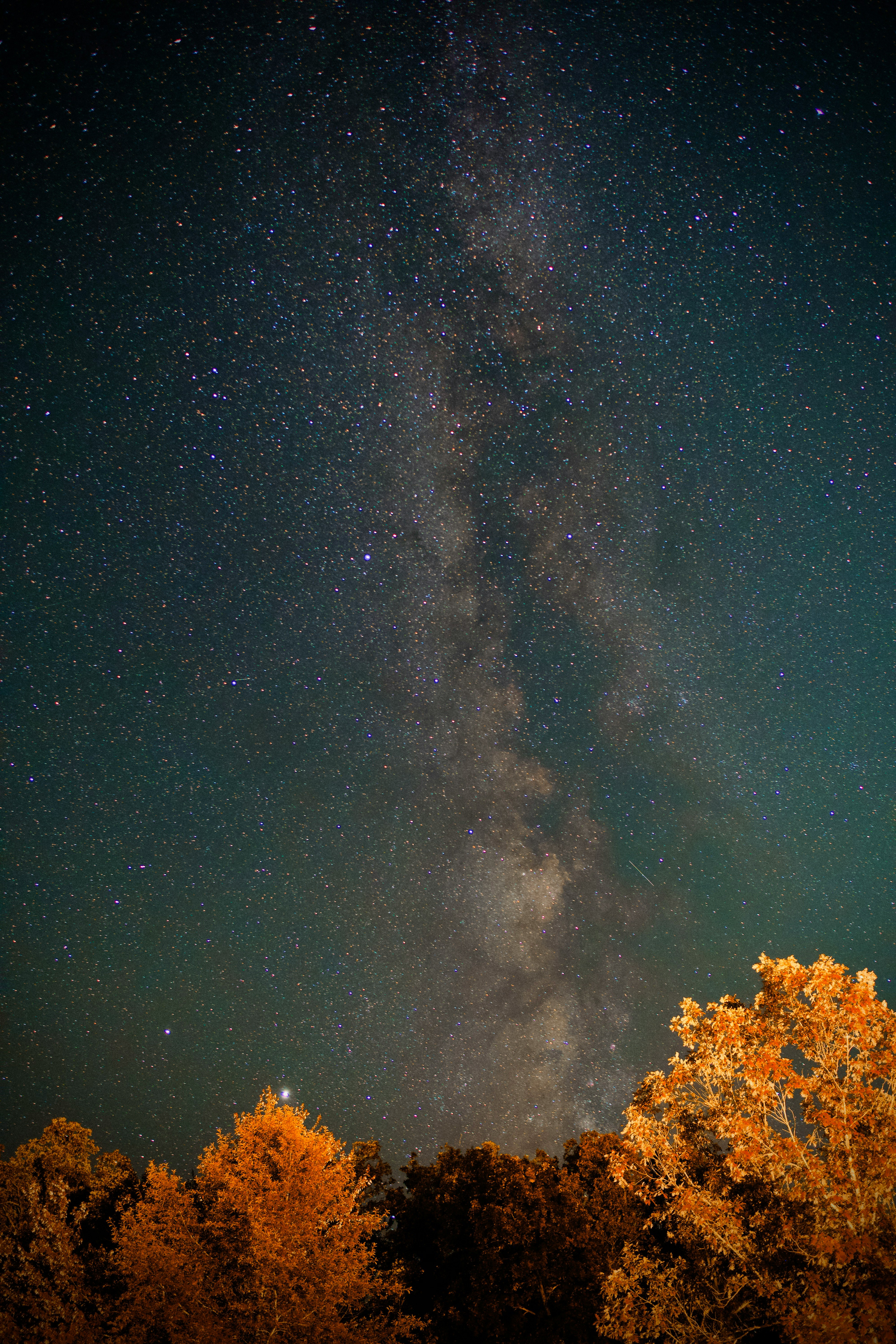 yellow trees under blue sky during night time