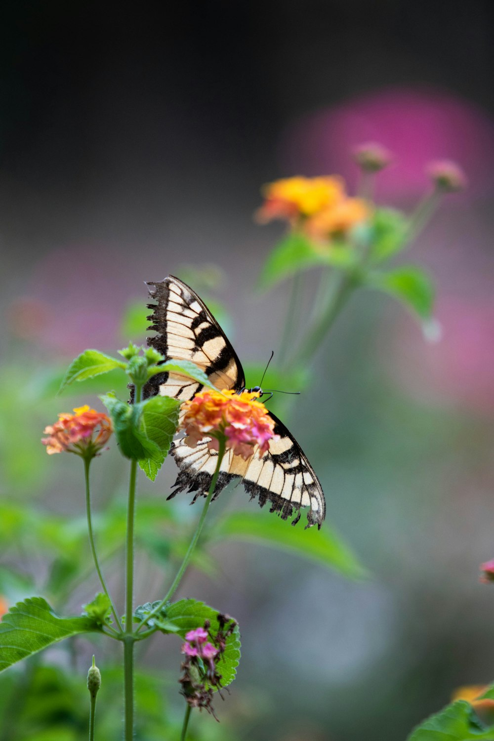 tiger swallowtail butterfly perched on yellow and pink flower in close up photography during daytime